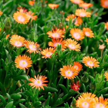 Floarea de cristal portocalie (Delosperma cooperi Ice Cream Orange)