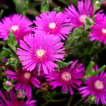Floarea de cristal roz (Delosperma cooperi Delmara Pink), vesnic verde, planta acoperitoare de sol, flori roz