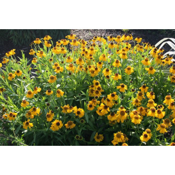 Floarea Elenei (Helenium bigelovii 'The bishop'), planta perena, flori galbene - Img 2
