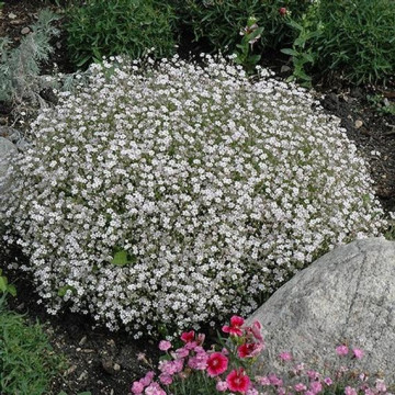 Floarea miresei alba (Gypsophila filou white), planta perena, flori alb