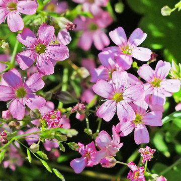 Floarea miresei roz (Gypsophila filou rose), planta perena, flori roz - Img 3