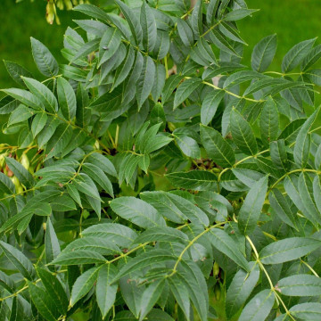 Frasin (Fraxinus excelsior) 80-100 cm, arbust ornamental, perdea forestiera - Img 2