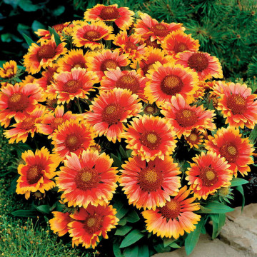 Gailardia, roata de foc (Gaillardia Arizona Sun), planta perena, flori galben, rosu
