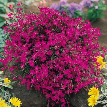 Garofite (Dianthus brilliant), planta perena, flori rosu - Img 3
