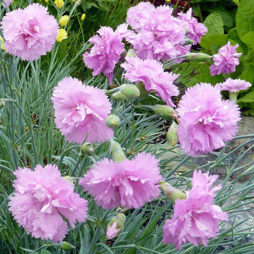 Garofite roz (Dianthus Double Rose)