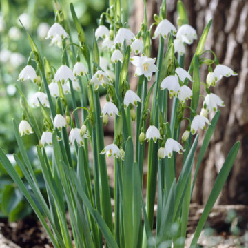 Ghiocei de vara (Leucojum Aestivum), planta de gradina - Img 3