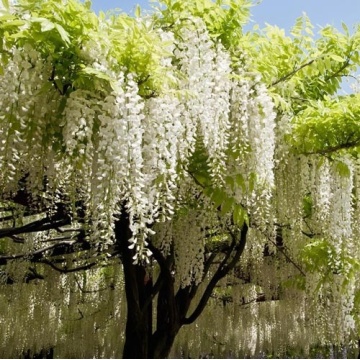 Glicina (Wisteria Brach. Shiro Kaitan) - Img 2