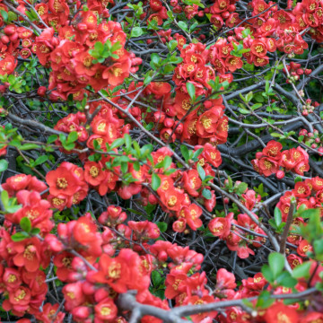 Gutui japonez (Chaenomeles superba Crimson and Gold) ghiveci 2 l - Img 2