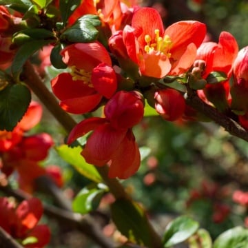 Gutui japonez (Chaenomeles superba Crimson and Gold) - Img 3