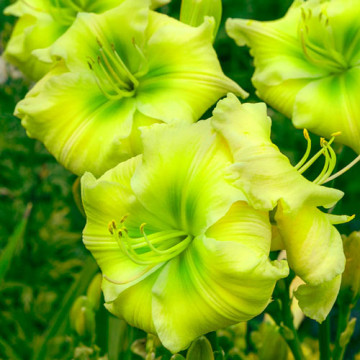 Hemerocallis 'tequila and lime', planta cu flori, flori galbene