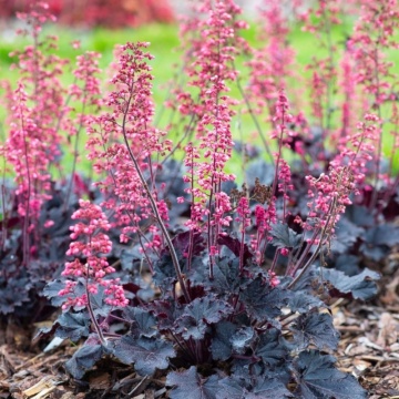 Heuchera (Heuchera Villosa Timeless night)