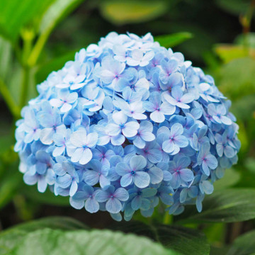 Hortensia albastra (Hydrangea macro. Nikko Blue), planta cu flori, flori albastru