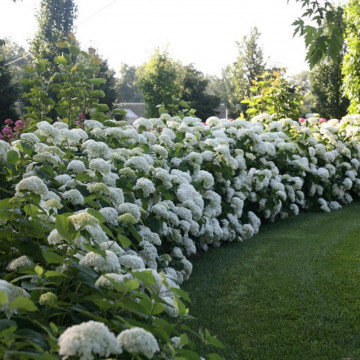 Hortensia Annabelle (Hydrangea arborescens Annabelle), planta gard viu, planta ornamentala, flori alb - Img 4