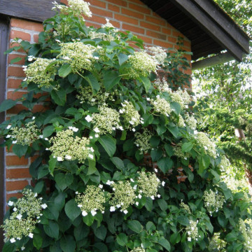 Hortensia cataratoare (Hydrangea anomala ssp petiolaris), planta gard viu, planta cataratoare, planta parfumata - Img 2