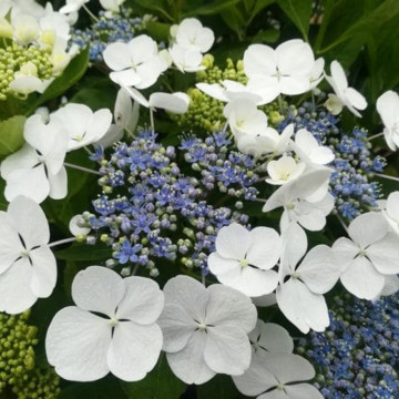 Hortensie (Hydrangea macrophylla Libelle), arbust ornamental, flori multicolor