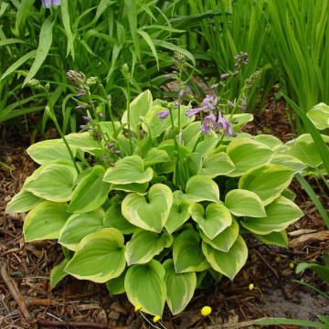 Hosta 'Golden tiara', planta perena, flori mov - Img 2