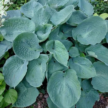 Hosta 'Moonlight sonata', planta perena, flori alb - Img 2