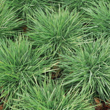 Iarba albastra (Koeleria glauca Coolio), iarba decorativa, frunzis albastru