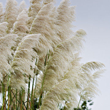 Iarba de pampas alba (Cortaderia s. White Plume) ghiveci 2 l, iarba decorativa