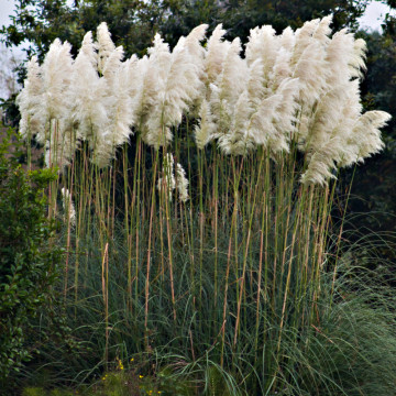 Iarba de pampas alba (Cortaderia s. White Plume), iarba decorativa - Img 3