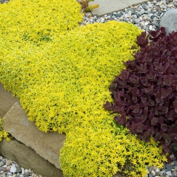 Iarba de soaldina (Sedum aurea), planta perena, flori galbene - Img 2