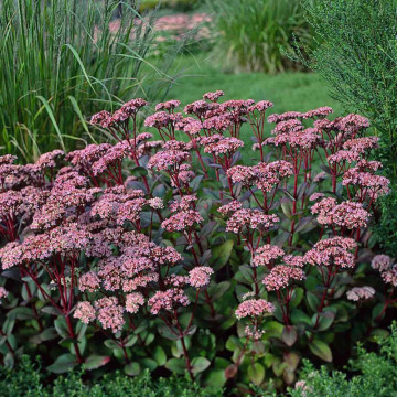 Iarba de soaldina (Sedum Matrona), planta perena, planta melifera, flori roz
