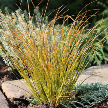 Iarbă decorativă (Carex testacea Prairie Fire) ghiveci 2 l, vesnic verde, planta ornamentala - Img 3
