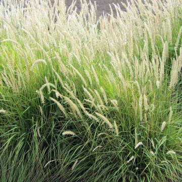 Iarba decorativa (Pennisetum orientale Fairy Tails)