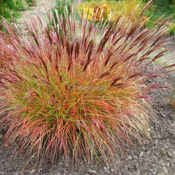 Iarba elefantului Red Chief (Miscanthus sin. Red chief), iarba decorativa - Img 2