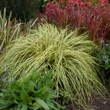 Iarba galbena (Carex oshimensis Evergold), vesnic verde, planta perena - Img 5