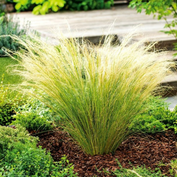 Iarba ornamentală (Stipa tenuissima Pony Tail), iarba decorativa, frunzis galben