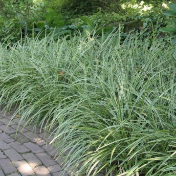 Iarba variegata (Carex morrowii ice dance), vesnic verde, iarba decorativa - Img 2