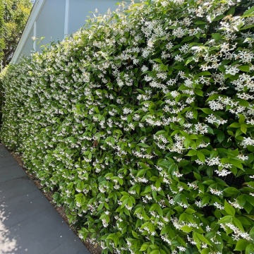 Iasomie stelata (Trachelospermum jasminoides), planta gard viu, vesnic verde, planta melifera - Img 2