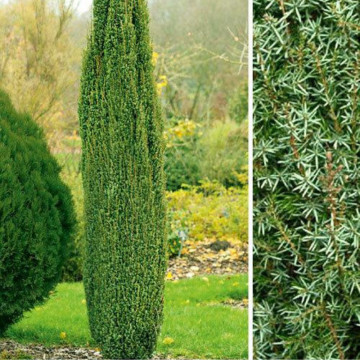 Ienupăr Arnold (Juniperus communis Arnold), planta gard viu, vesnic verde