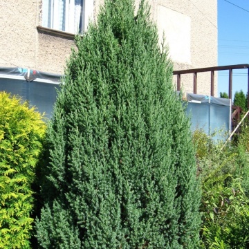 Ienupar chinezesc (Juniperus chinensis Stricta), planta gard viu, vesnic verde, frunzis albastru - Img 3