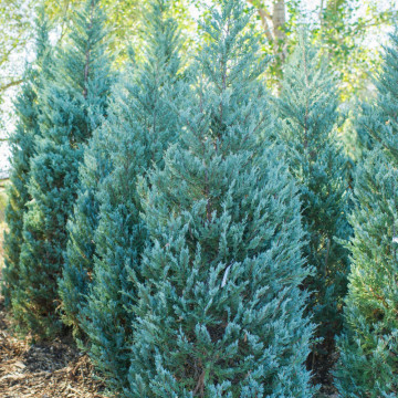 Ienupar columnar (Juniperus Moonglow), planta gard viu, vesnic verde, frunzis albastru - Img 3