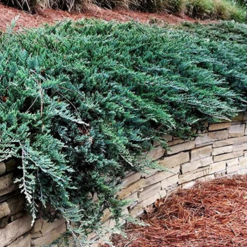 Ienupar tarator albastru (Juniperus hor. Blue Chip), vesnic verde, planta acoperitoare de sol, frunzis albastru - Img 3