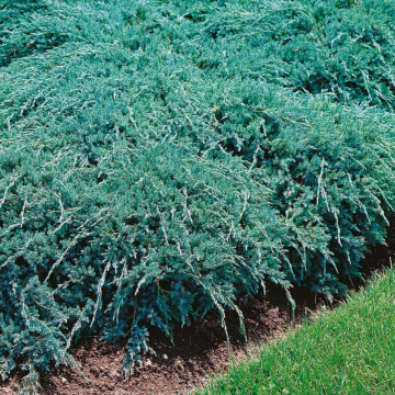 Ienupăr târâtor albastru (Juniperus sq. Blue Chip) ghiveci 3 l, vesnic verde, planta acoperitoare de sol, frunzis albastru