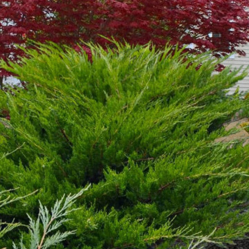 Ienupar tarator verde (Juniperus Mint Julep), conifer ornamental