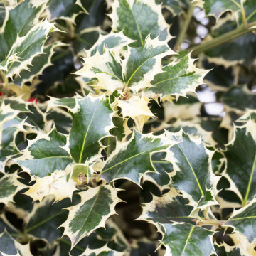 Ilex argintiu (Ilex aquif. Silver Queen), vesnic verde, arbust ornamental, gradina japoneza