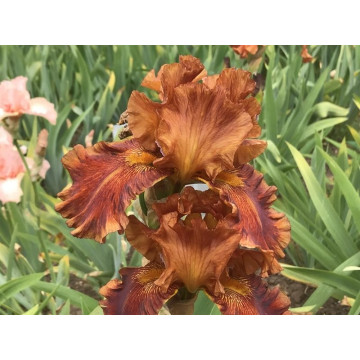 Iris 'Carnival time', planta ornamentala, planta parfumata, flori portocaliu