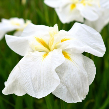 Iris ensata White Ladies, planta perena, planta parfumata, flori alb - Img 2