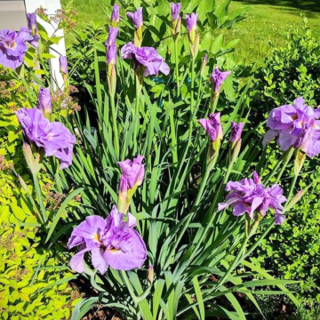 Iris (Iris sib. 'Pink parfait') - Img 2