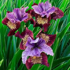 Iris (Iris sibirica Miss Apple)