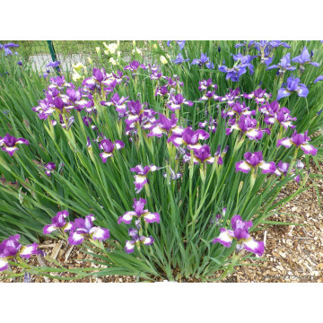 Iris sib. 'Currier', planta perena, flori mov - Img 3