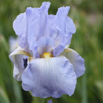 Iris springtime Madonna, planta ornamentala, flori alb
