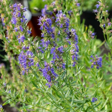 Isop (Hysopus officinalis), ghiveci 2 l, planta perena, planta aromatica, planta medicinala - Img 4