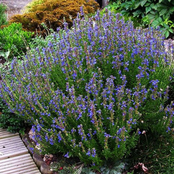 Isop (Hysopus officinalis), planta perena, planta aromatica, planta medicinala