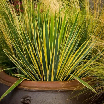 Iuca galbena (Yucca filamentosa Bright Edge), vesnic verde, planta cu flori, flori crem - Img 3