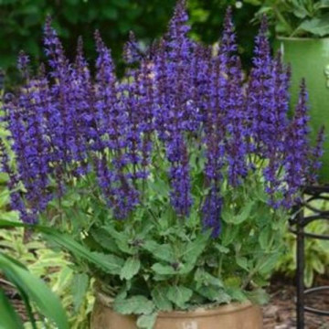 Jales de camp (Salvia nemorosa Marvel Blue), planta perena, planta aromatica, flori albastru - Img 2